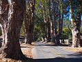 Boronda Road Eucalyptus Tree Row]]