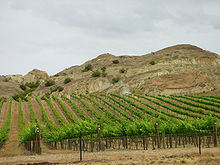 Photograph of a vineyard in Bannockburn