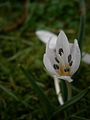 Colchicum hungaricum close-up