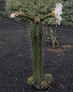 Echinopsis lageniformis flowering.