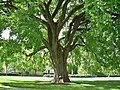 American elm at Phillips Academy, Andover, Massachusetts (May 2020)