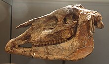 Skull of H. gracile against a black background