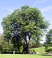 Ulmus americana (American elm) at Longwood Gardens, Kennett Square, Pennsylvania (May 2004)