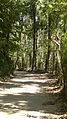 Trees in a village of Jaflong, Sylhet, Bangladesh