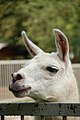 The llama