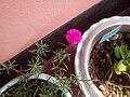 Portulaca grandiflora in India, which is in a tob