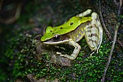 Image of Odorrana chloronata