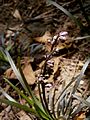 Ophiopogon planiscapus 'Niger' buds