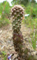 Opuntia basilaris