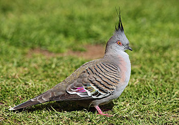 Crested Pigeon