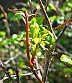 Rosa pisocarpa