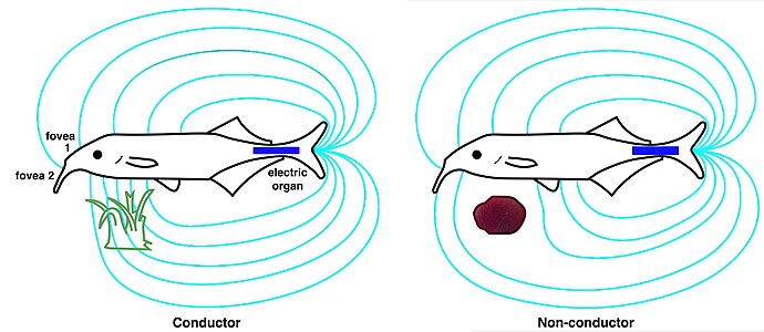 For the elephantfish, the electric organ in the tail (blue) generates an electric field (cyan). This is sensed by electroreceptors in the skin, including two electric pits (foveas) to actively search and inspect objects. Shown are the field distortions created by two different types of objects: a plant that conducts better than water (green) and a non-conducting stone (brown).[19]