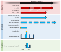 RNA Microarray