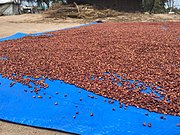 Drying sorghum in the open air, Uganda, 2020