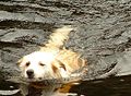 Swimming dog