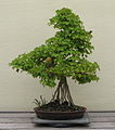 Trident Maple