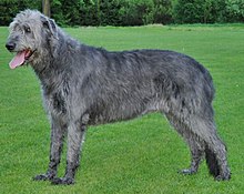 a tall long-legged hairy dog