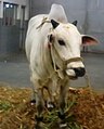 A young Ongole bull