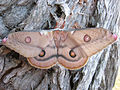 An adult emperor gum moth