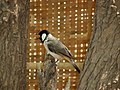 AB013d White-eared Bulbul