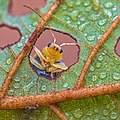 Image 4The leaves of an Alnus nepalensis tree provide a microhabitat for species like the leaf beetle Aulacophora indica. (from Habitat)