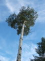 Aspen (Populus tremuloides)