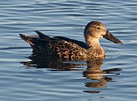 Female adult at Lake Monger