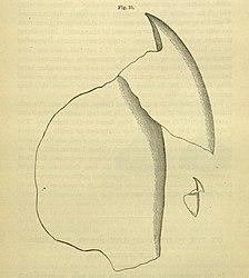 #26 (≤1873) Upper beak extracted from a sperm whale stomach, from Packard (1873:93, fig. 10). A. E. Verrill considered the illustration inaccurate and published his own version. The much smaller beak (drawn to scale), possibly from the same whale, may belong to Gonatus fabricii, as suggested by Steenstrup.[302]
