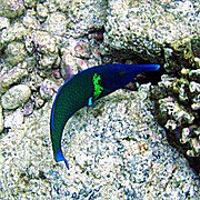 杂色尖嘴鱼 Gomphosus varius。