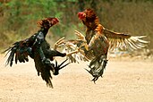 Cockfighting in India