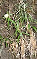 Carlina falcata