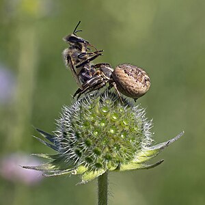 Xysticus cristatus with prey, by Charlesjsharp