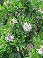 Daphne ×burkwoodii