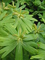 Eranthis hyemalis seed pods