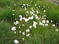 Eriophorum scheuchzeri