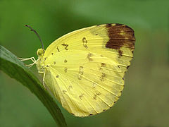 檗黄粉蝶 Eurema blanda