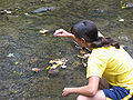 Image 10An environmental science program – a student from Iowa State University sampling water (from Water)