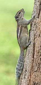Indian palm squirrel, Bangalore, India