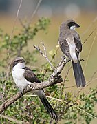 Juvenile Long-tailed Fiscals