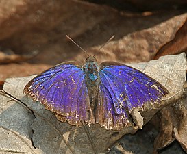 Dorsal view