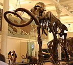 Museum skeleton, with curved tusks crossing at the tips