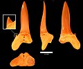 Scapanorhynchus rapax tooth, Menuha Formation.