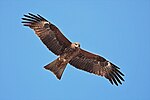 Black Kite