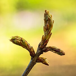 Emerging young shoots.