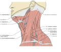 Muscles of the neck