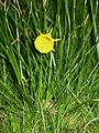 Narcissus bulbocodium close-up