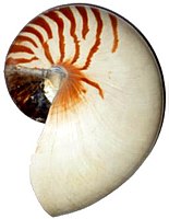 Empty nautilus shell, whole