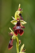 Ophrys insectifera - Niitvälja2
