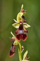 Ophrys insectifera