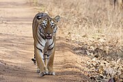 India has the majority of the world's wild tigers.